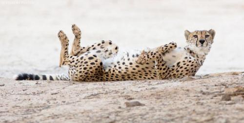 Resting Cheetah M5B1314[1].jpg