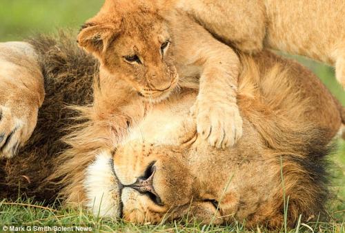 Resting Lion article-2508328-19725FC600000578-210_634x428[1].jpg