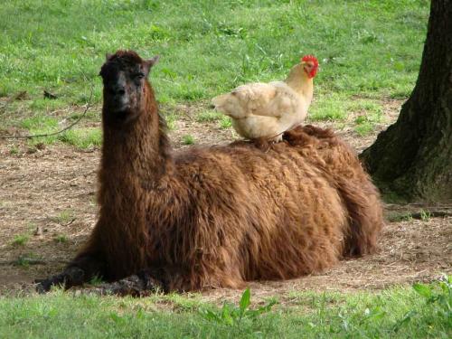 Resting Llama with Chicken llama_power__by_emperorllama-d4vyemy[1].jpg