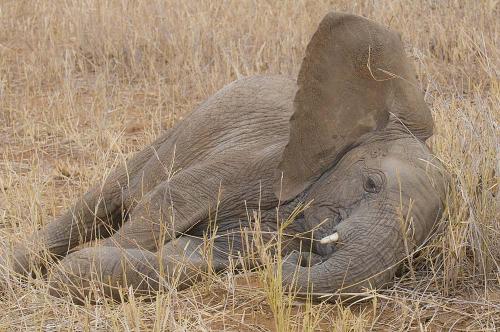 Resting elephant[1].jpg