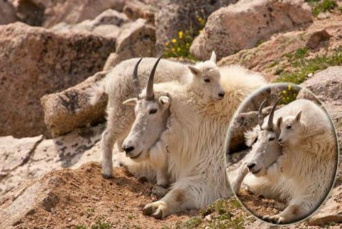 Resting mom-baby-mtn-goats_6615[1].jpg