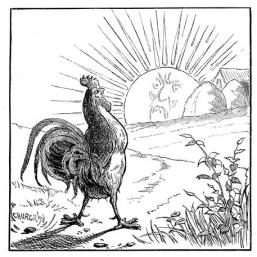 Rooster_Crowing_at_the_Sun chicken 4_0.jpg