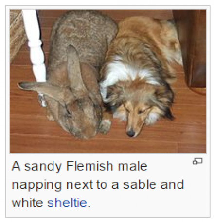 Sheltie & Flemish Giant Rabbit_3_0.png