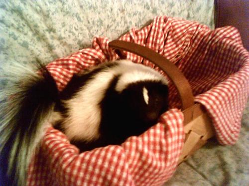 Skunk Picnic small.jpg