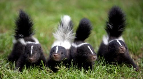 Skunks-2[1].jpg