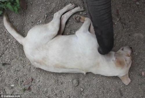 Sleeping Dog and Elephant Friend article-2423555-1BE09ADD000005DC-839_634x429[1].jpg
