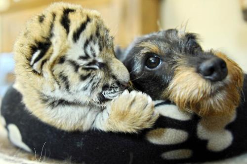 Sleeping Tiger and Friend ss-091103-animal-friends-16.today-ss-slide-desktop[1].jpg