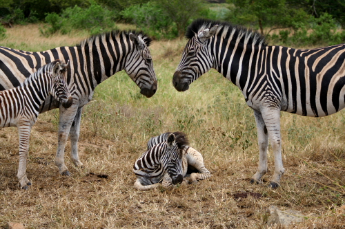 Sleeping Zebra_foal_web[1].jpg