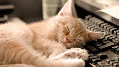 Sleeping cat-napping-on-a-keyboard[1].jpg