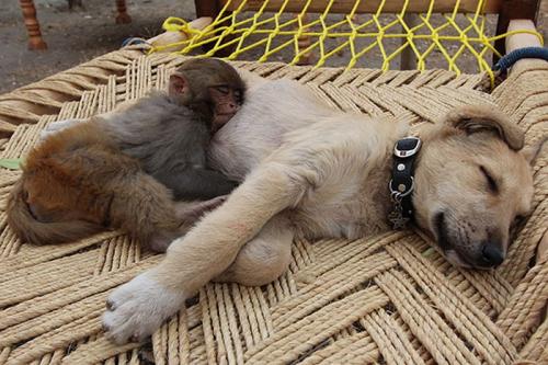 Sleeping monkey and Friend unlikely-animals-sleeping-together-posted-at-awesomelycute.com-22[1].jpg