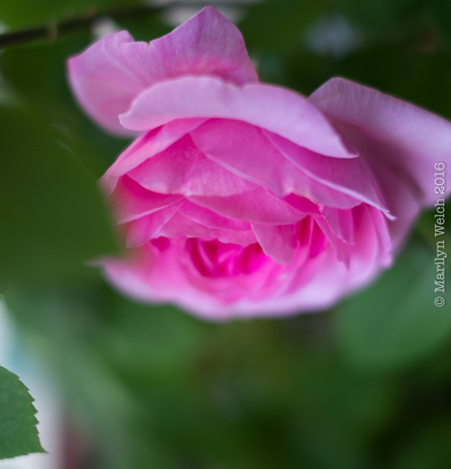 SmallRose-6-2.jpg