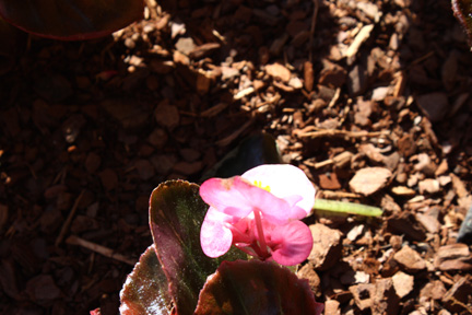 Sun Through Small Pink Flower.jpg