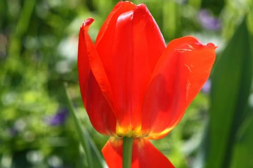 Sun Through Tulip_0.jpg