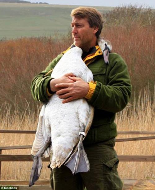 Swan hugs Rescuer.jpg