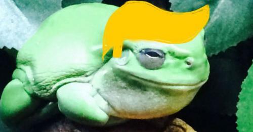 T-rump toad.jpg