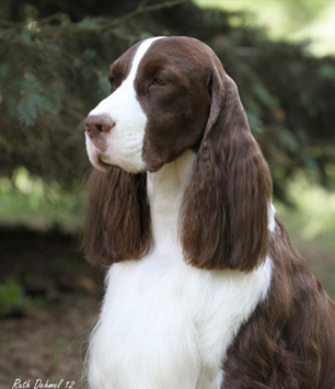 Teegan, Springer Spaniel.png