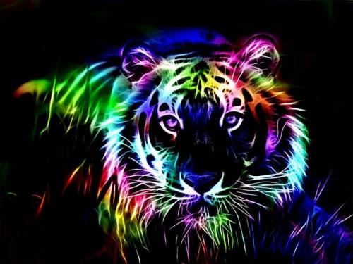 Tiger a212a69c20f1540ff8f244904e2da543[1].jpg