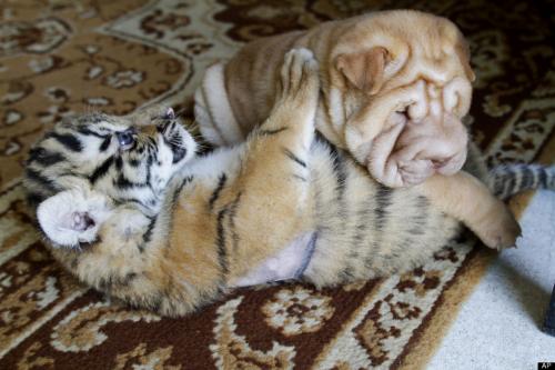 Tiger and Puppy slide_237031_1189083_free1[1].jpg