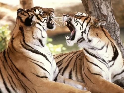 Tigers Roaring FreeVector-Roaring-Bengal-Tigers4[1].jpg
