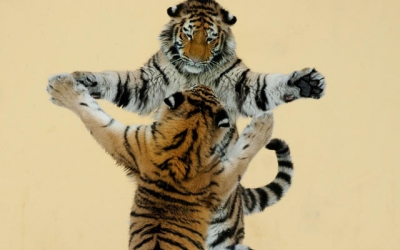 Tigers dancing 08032012309534648[1].jpg
