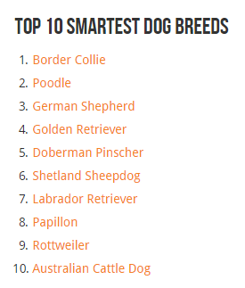 Top 10 Smartest Dogs  (Screenshot).png