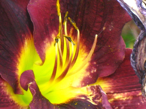 Very Close Up Burgundy and Yellow Tiger Lily.jpg
