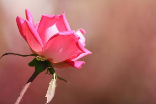 Water Color Rose.jpg