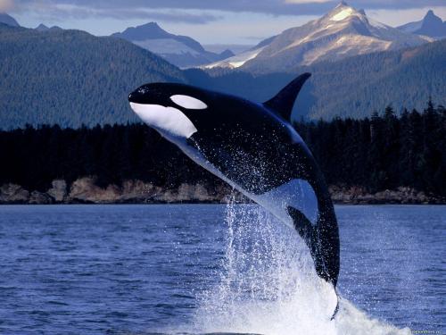 Whale killer-whale-jumping-out-of-water-wallpaper-1[1].jpg