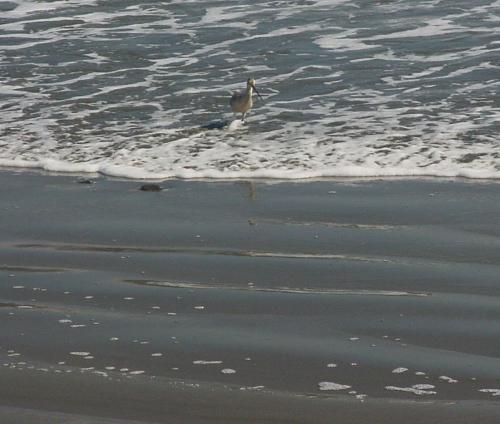 WhimbrelMaybe.jpg