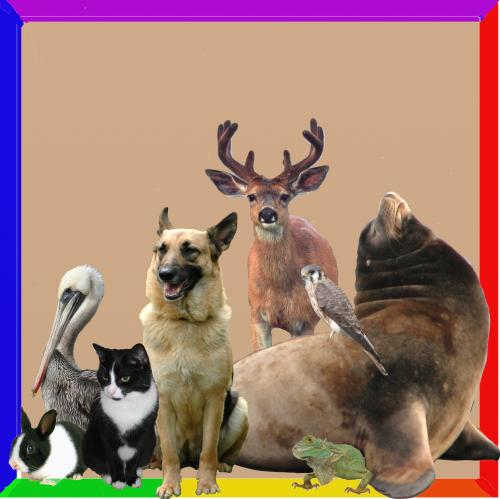 Wild Animal Group with Rainbow.jpg