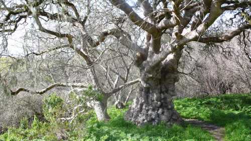 Wilder Ranch Tree.jpg