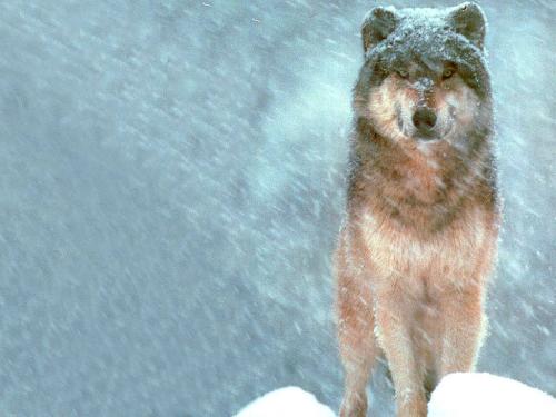 Wolf snow-covered-wolf[1].jpg