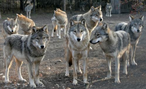 Wolves lessons-from-the-wolf-pack-advice-for-recruiters-articles-header[1].jpg