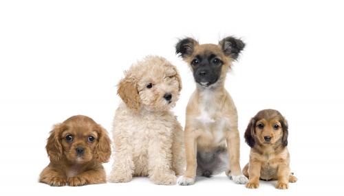 Young puppies of different breeds shutterstock_41007961-1.jpg