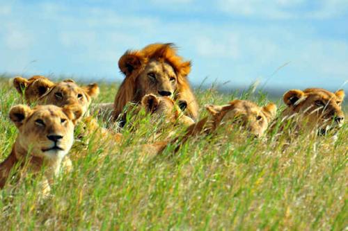 african-lion-pride.jpg