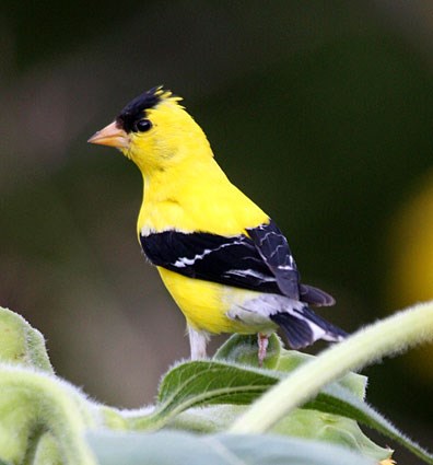 american_goldfinch_112.jpg