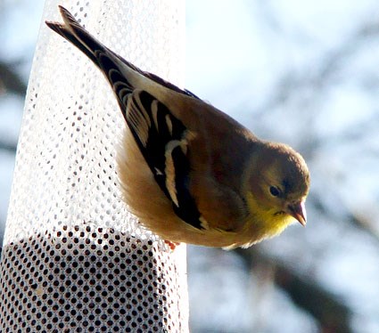 american_goldfinch_6.jpg