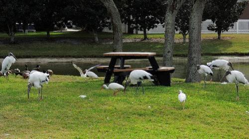 bird-picnic-for-bench-monday[1].jpg
