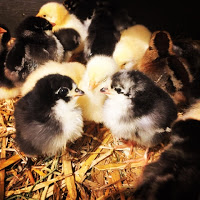 blogger-image-548926728 Baby Chickens.jpg