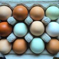 blogger-image-709320959  Easter eggs_0_0.jpg