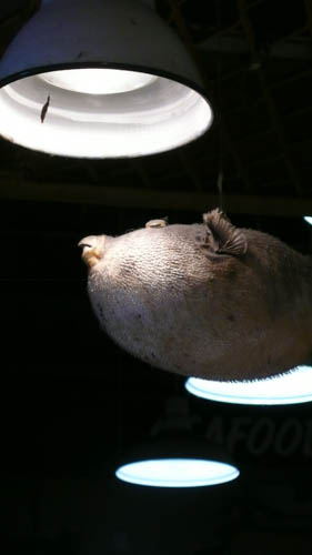 blowfish hanging.jpg