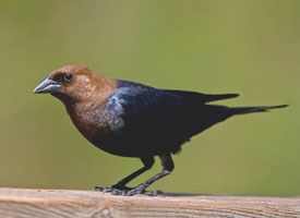 brown_headed_cowbird_glamor--Brown-Headed Cowbird Photo.jpg