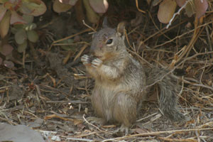 ca_ground_squirrel_200807_977tk.jpg