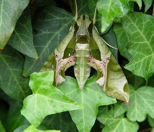 camo-moth.jpg
