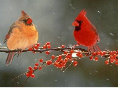 cardinal-pair--on branch with berries.jpg