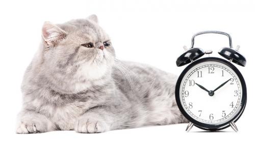 cat-clock[1].jpg