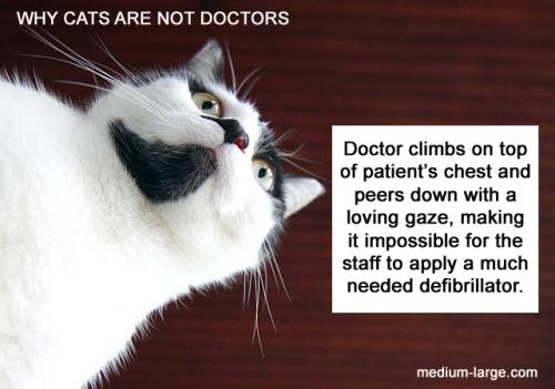 cat-doctor-chest-ml[1].jpg