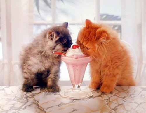 cats-eating-ice-cream_thumbnail1.jpg