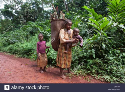 congo-27th-sept-2012-a-bata-pigmy-woman-carries-firewood-in-a-large-D361D0.jpg