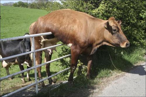 cow jumping fence almost.jpg